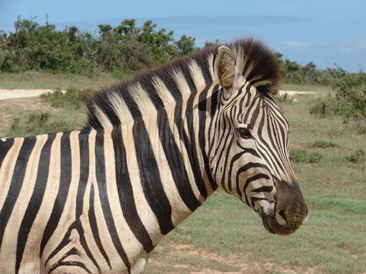 Addo Elefant Nationalpark