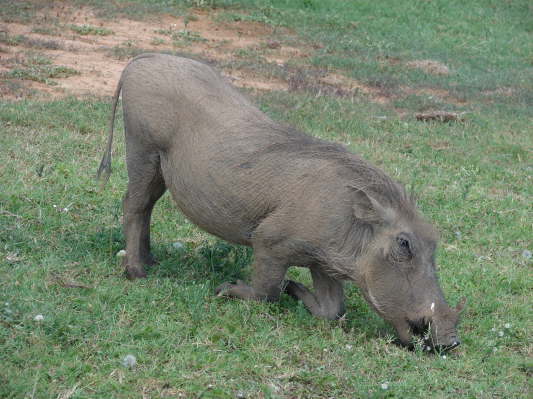 Addo Elefant Nationalpark