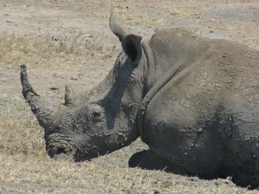 Umfolozi Hluhluwe Nationalpark