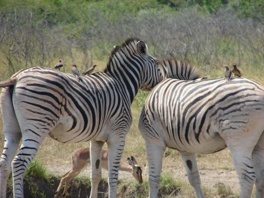 Umfolozi Hluhluwe Nationalpark